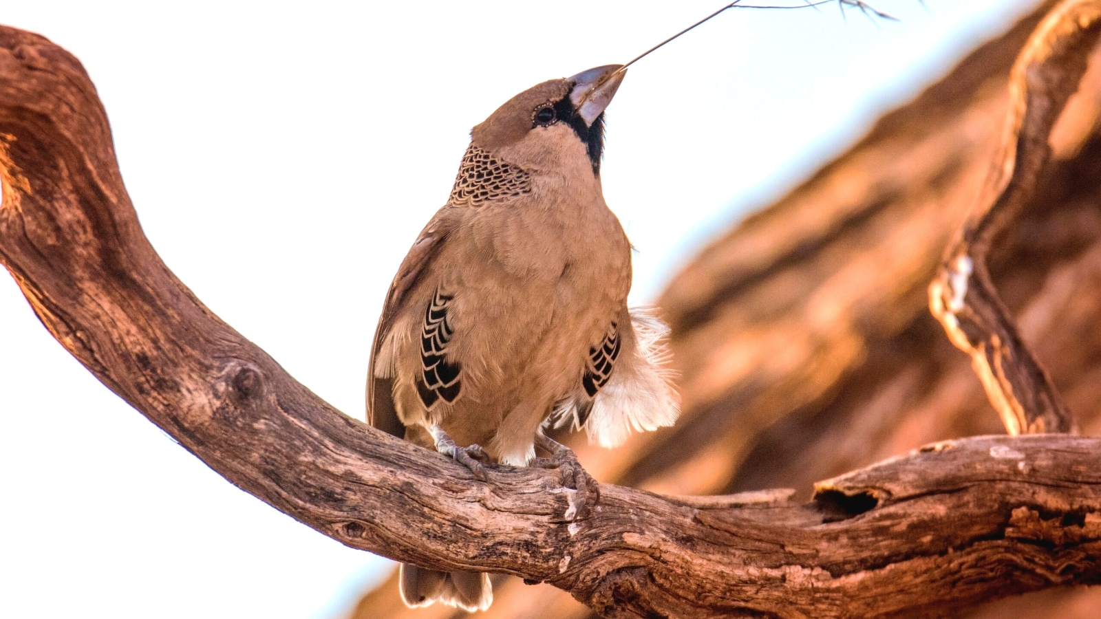 A photograph capturing a bird perched on a branch in Red Rock State Park.