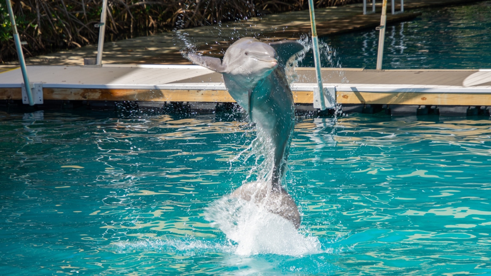The image shows a close-up of a dolphin jumping out of the water in a pool. The dolphin's movement is captured mid-air.