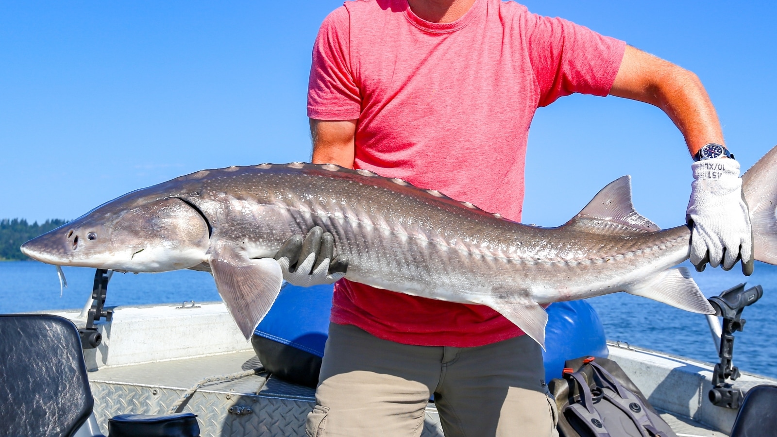 A photograph featuring a fisherman in a red T-shirt holding a large sturgeon fish.