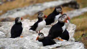 puffins at the Skellig islands. The island of Skellig Michael, also known as the Great Skellig, is home to one of Ireland
