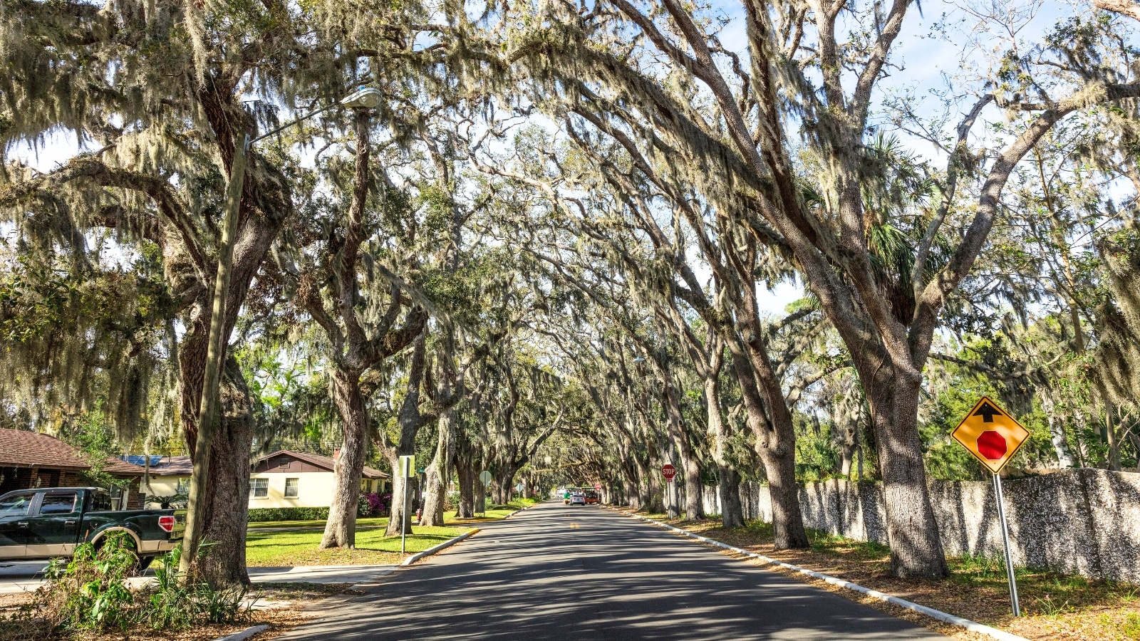 The image features a view of Magnolia Avenue in St. Augustine, Florida, known for its moss-hung live oak trees. The scene showcases the lush greenery of the oak trees, which create a picturesque canopy over the avenue.