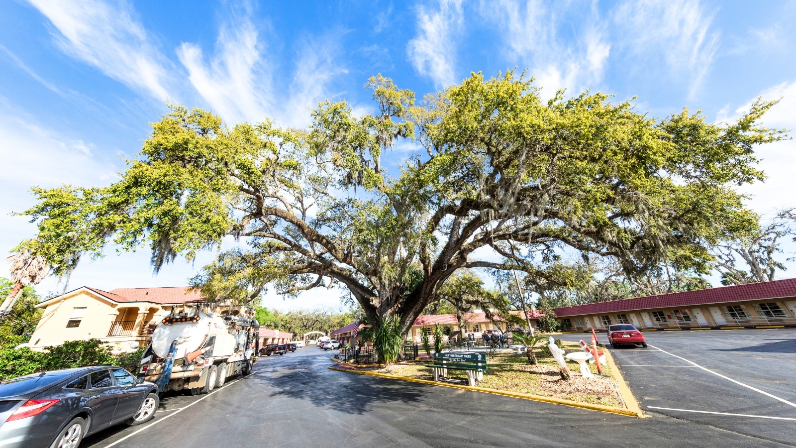 The image shows a view of The Old Senator Tree in St. Augustine, Florida. The tree stands tall and majestic, showcasing its age and historical significance. Surrounding the tree, the landscape appears natural and serene, with minimal human presence visible.