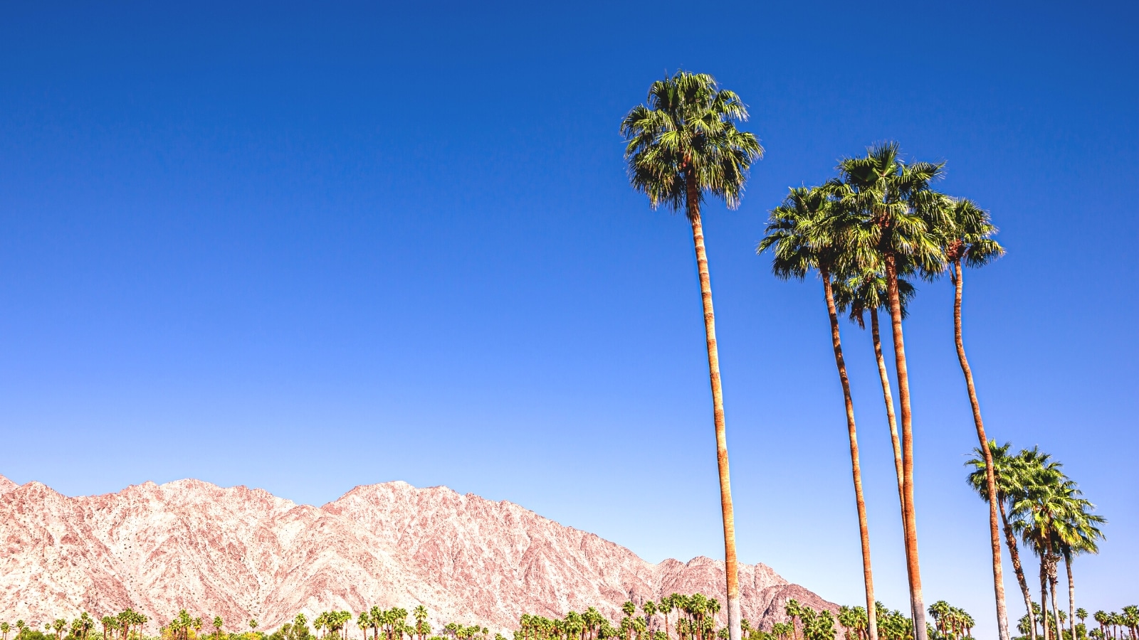 A photograph capturing the tops of approximately five palm trees against a backdrop of mountains and a clear sky. The image depicts the palm trees in the foreground with a relatively uniform canopy. In the background, mountainous terrain is visible, forming a natural silhouette against the clear blue sky.