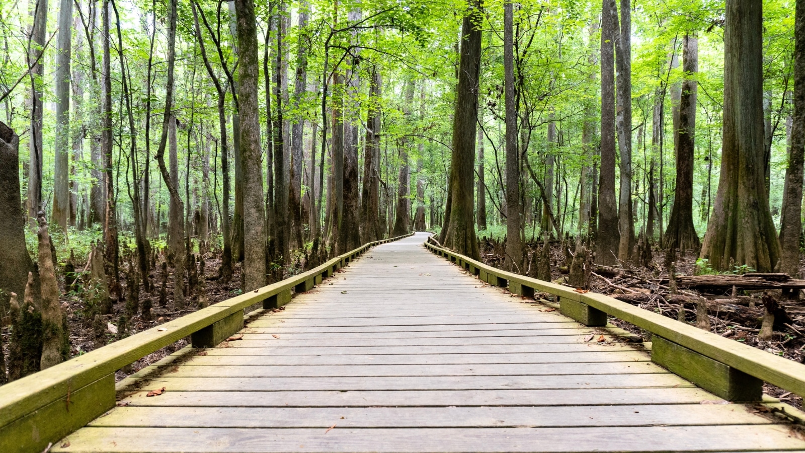The image depicts the Boardwalk Loop at Congaree National Park in South Carolina. This elevated walkway traverses through an old-growth bottomland hardwood forest and a swampy environment.