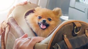 Dog in Carraige Sitting on Lap of Passenger of Airplane