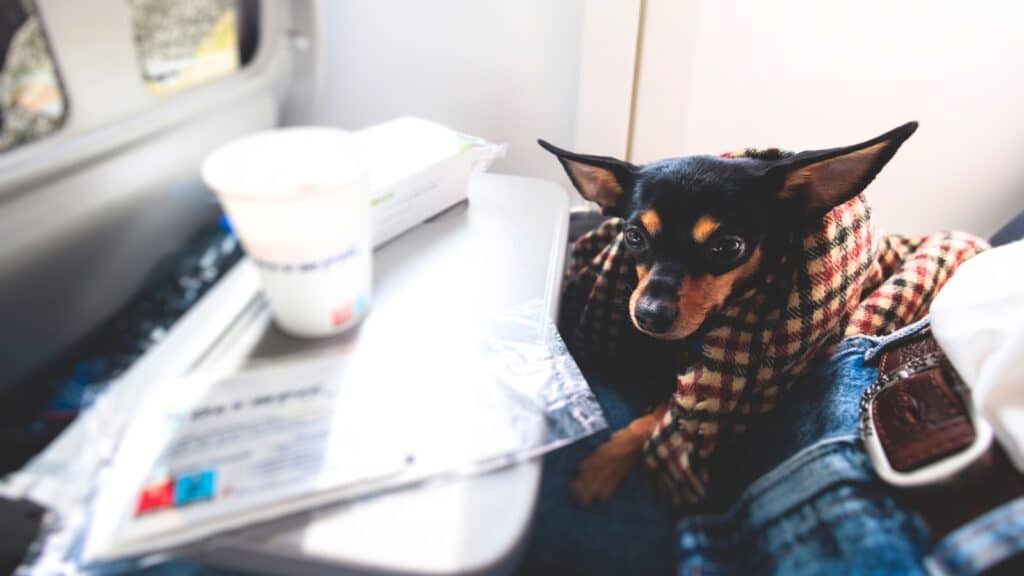 In the image, a dog is seated in an airplane cabin near a window during a flight. Its owner is sitting nearby, and the dog is wrapped in a blanket. 