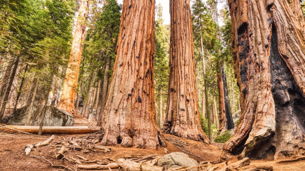 The image captures the impressive Giant Sequoias in Sequoia National Park, located in California, USA.
