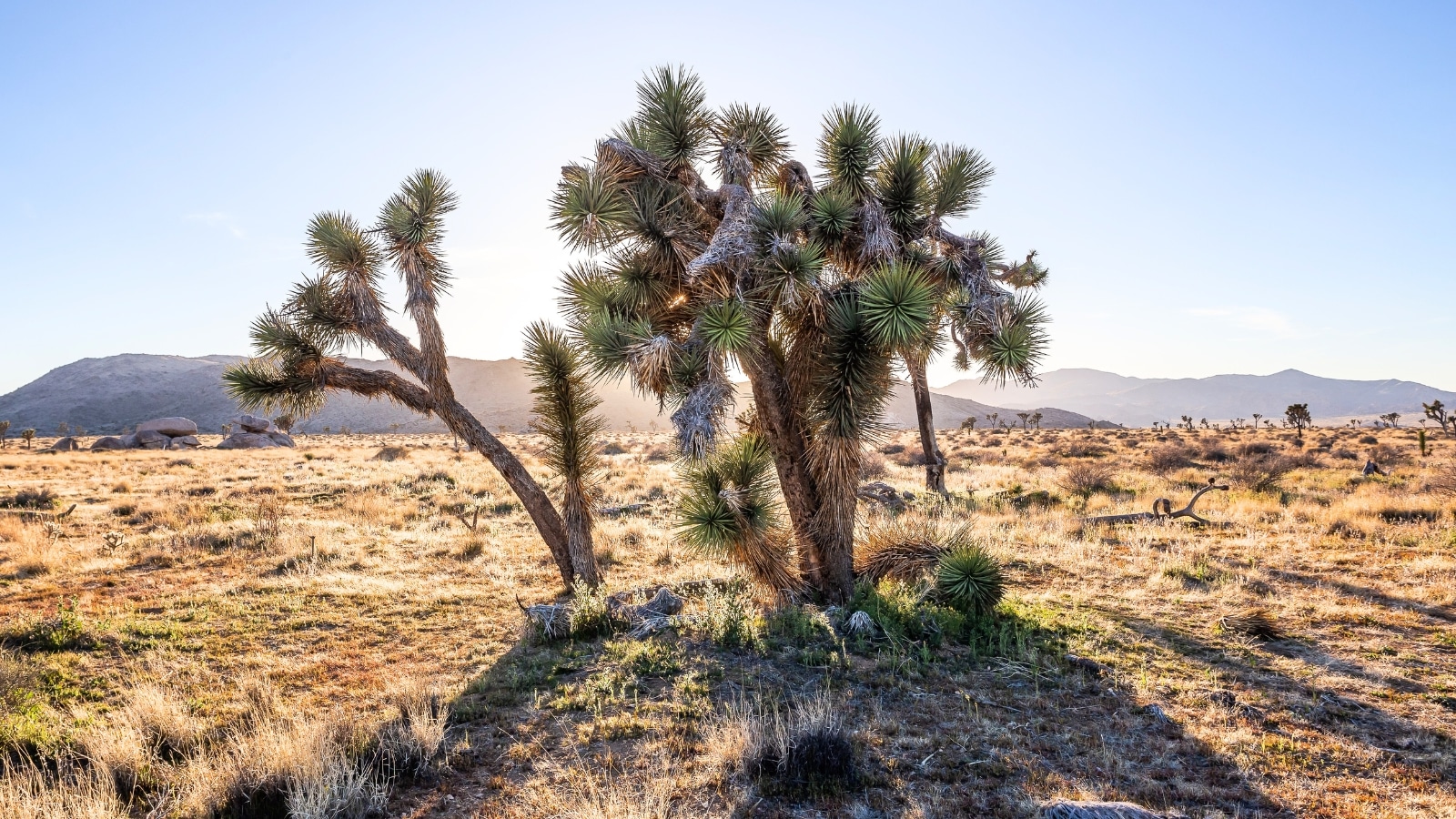 The image depicts a scenic view of Joshua Tree National Park in California during the golden hour. The landscape showcases the iconic Joshua trees set against a backdrop of golden sunlight, creating a serene and picturesque scene.