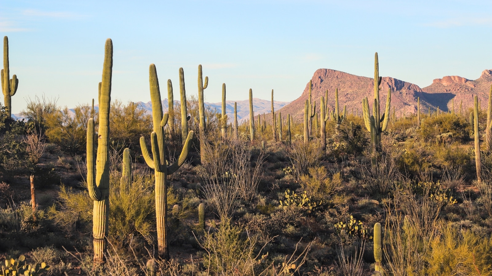 In the image, a serene desert landscape unfolds with Saguaro National Park as its centerpiece, showcasing the iconic Saguaro cacti against a backdrop of a desert sunrise or sunset.