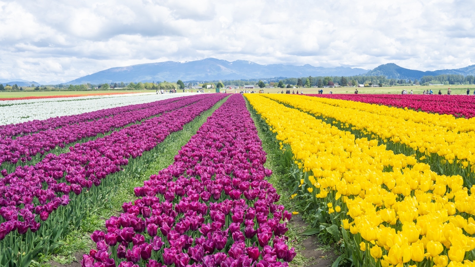 The image captures Skagit Valley in Washington state, featuring extensive rows of tulips in various colors such as purple, yellow, white, and red. The tulips are meticulously planted, creating a vibrant and organized floral display. In the background, mountains provide a scenic backdrop to the colorful fields.