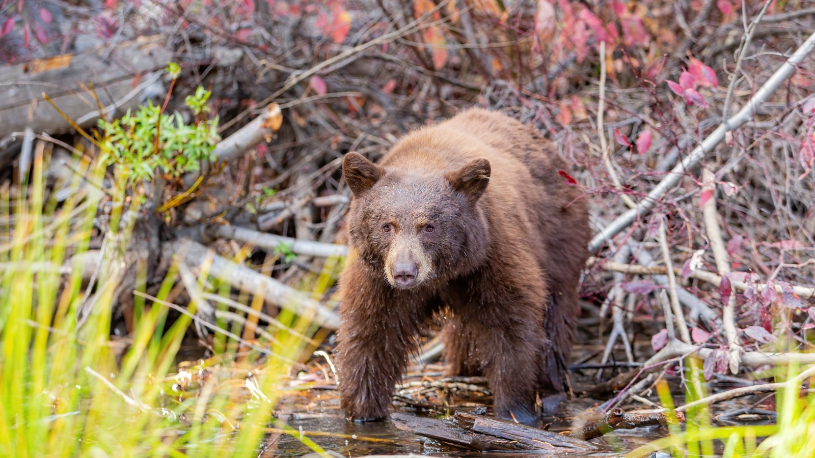 Bear near Lake Tahoe, Nevada, USA. The bear appears to be in its natural habitat. Its fur is a mix of dark and light shades.