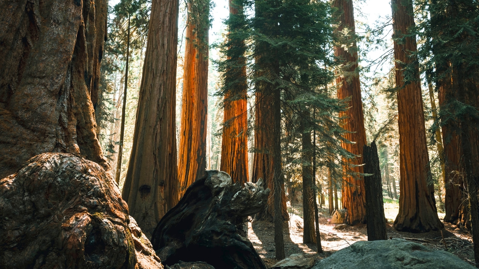 Redwood National Park in California, known for its vast groves of very tall sequoias. The towering trees dominate the landscape, highlighting the park's iconic natural feature.
