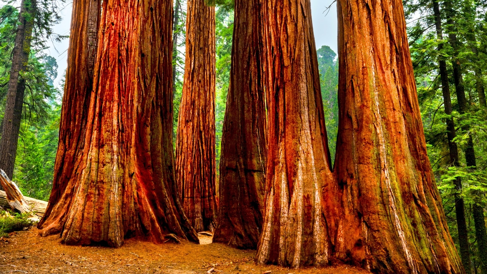 Vibrant Sequoia trees in Sequoia National Park, California, tower over the landscape with their immense trunks and rich red-brown bark.