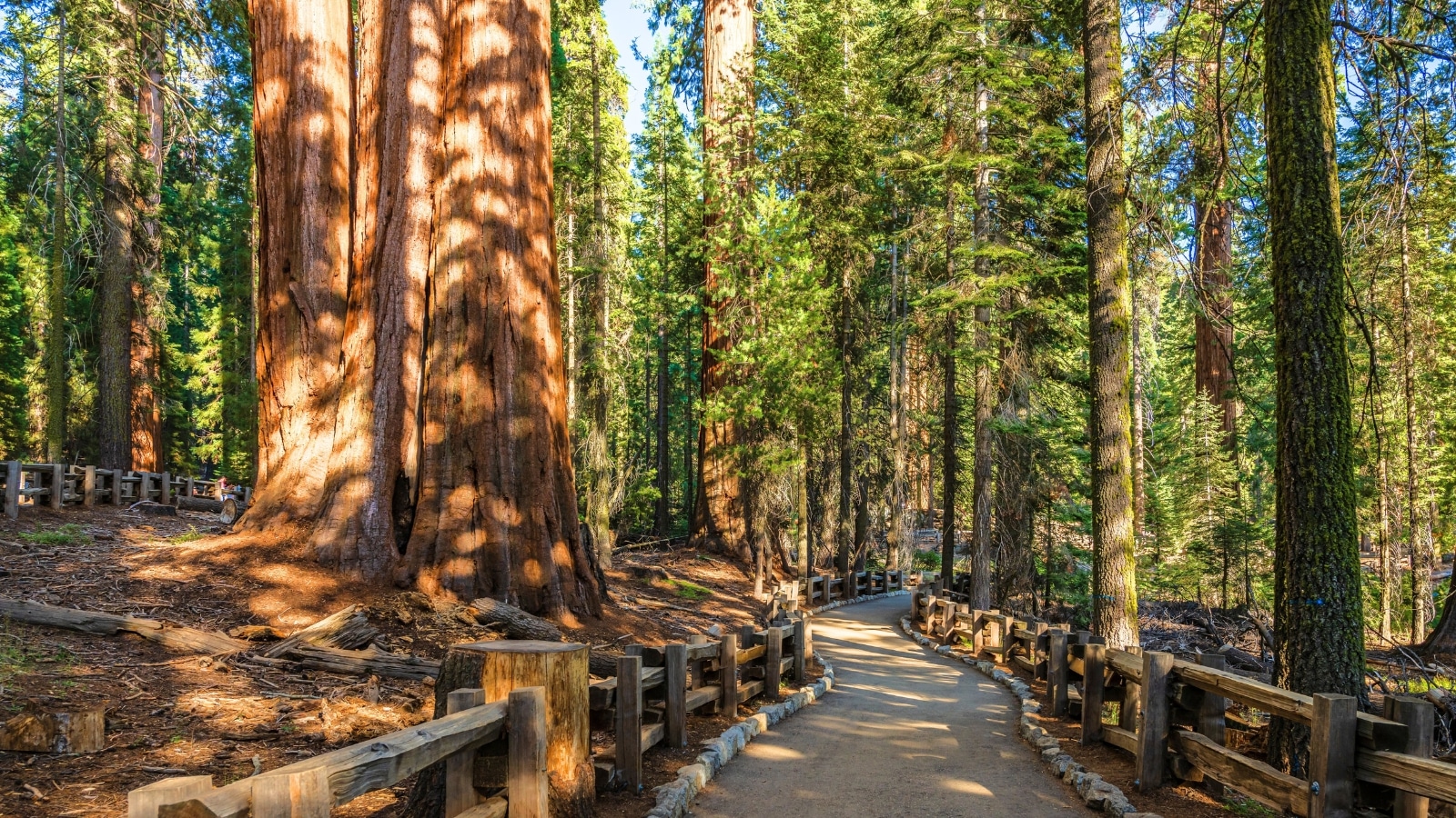 trail in the General Sherman Tree area within Sequoia National Park, USA. The trail meanders through a dense forest of towering sequoia trees.