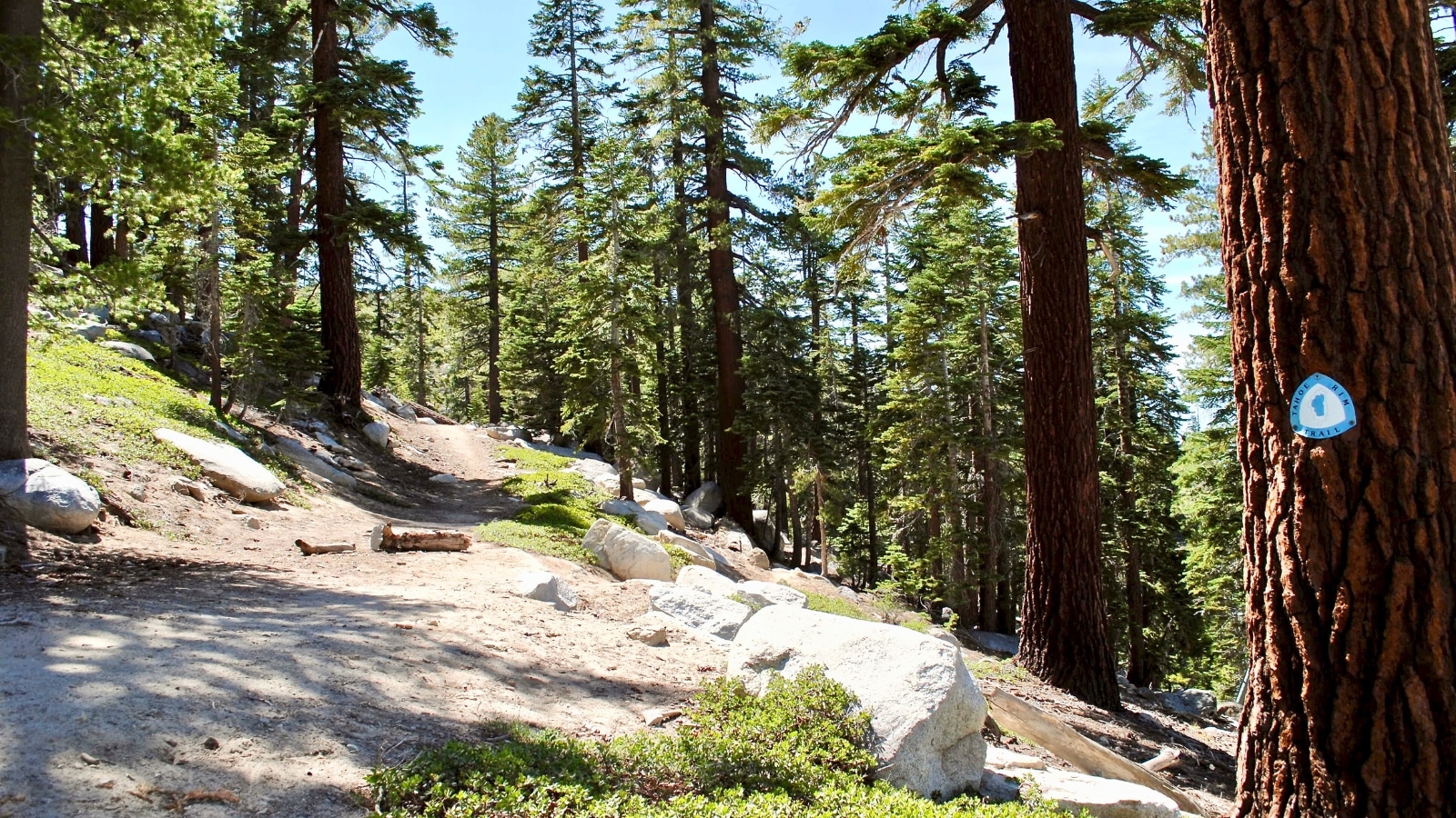 Tahoe Rim Trail marker affixed to a tree, displaying the trail's blue and white logo. The marker is situated along a stone-earth path surrounded by pine and other trees typical of the region. The marker itself, being blue and white, contrasts with the natural colors of the trail and surroundings.